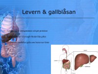 /album/levern-gallblasan/a6-matspja%cc%88lkningssystemet-010-jpeg1/